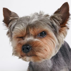 aggressive dog training colorado springs
