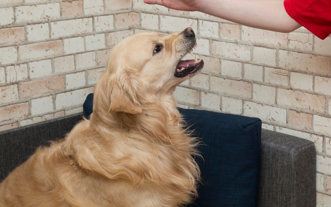 dog training for aggressive behavior in colorado springs