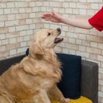 dog training for aggressive behavior in colorado springs