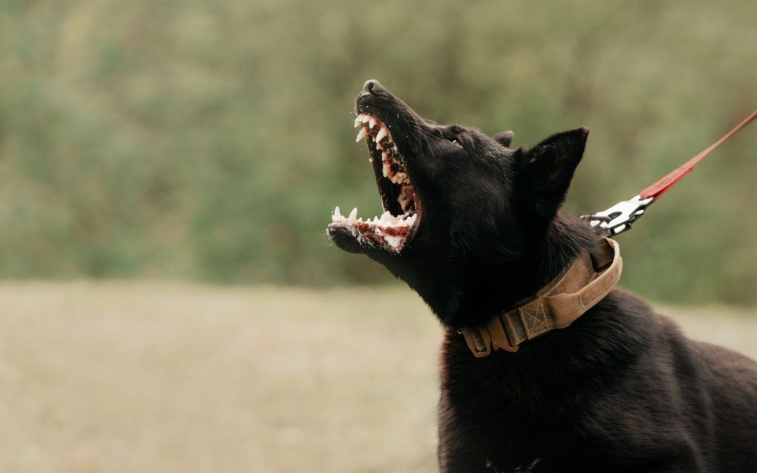 What You Need to Know About Aggressive Dog Training