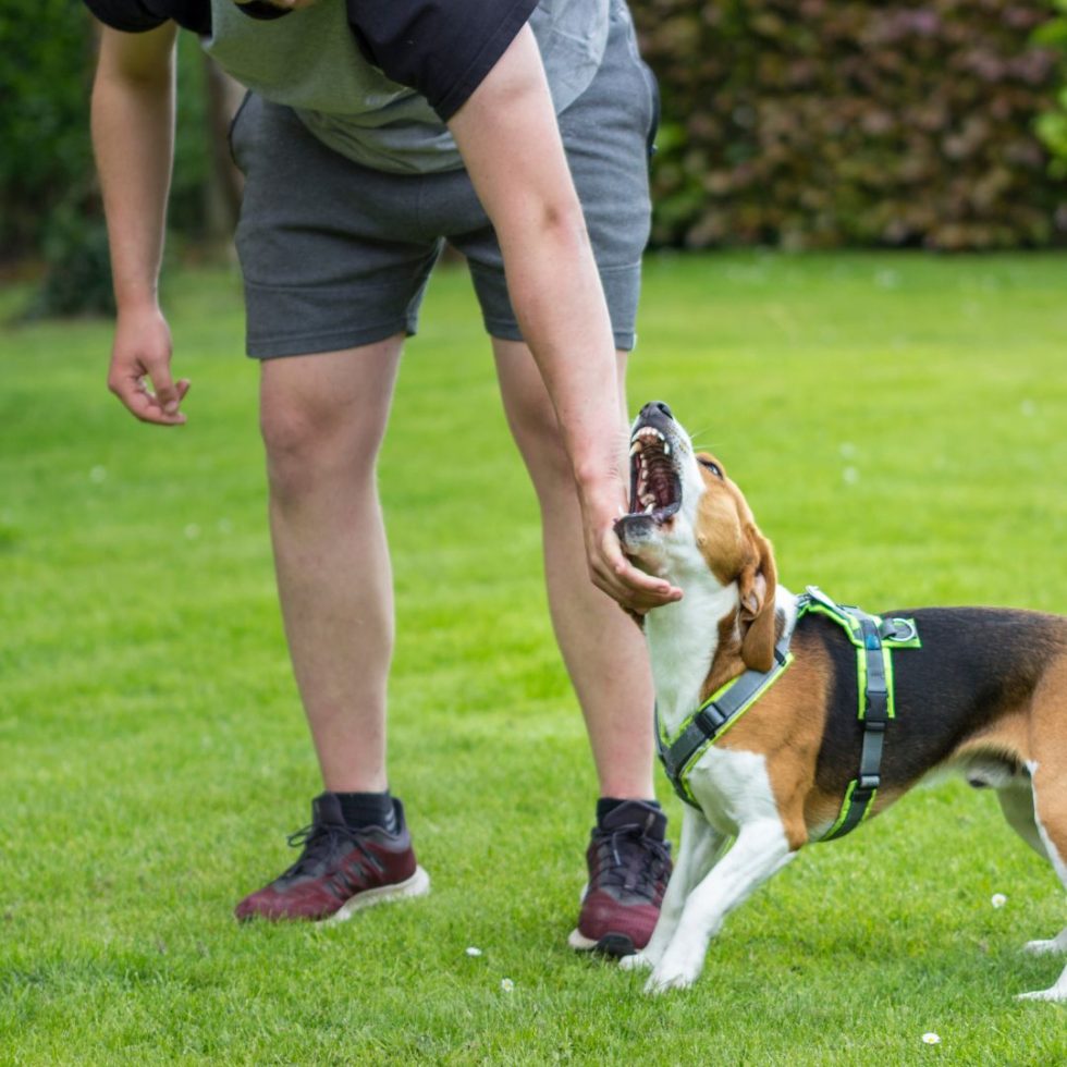 Colorado Springs Dog Training Laurie's Way Get Fast Results