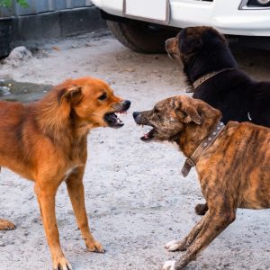 aggressive dog training in colorado springs