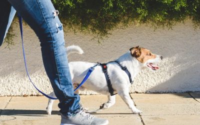 Dog Training Turns Terrier’s Bad Dog Behavior Into Good