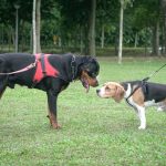 dog socialization