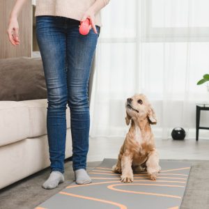 colorado springs dog obedience training private in-home