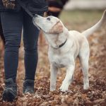 puppy training colorado springs