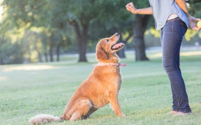 Why Breed-Specific Dog Training in Colorado Springs is So Effective