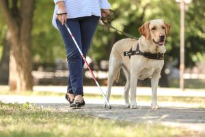 laurie - dog training in colorado springs for specific jobs