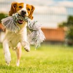 Laurie - building a strong relationship with your dog through play