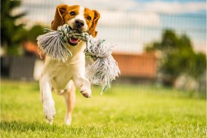 Laurie - building a strong relationship with your dog through play