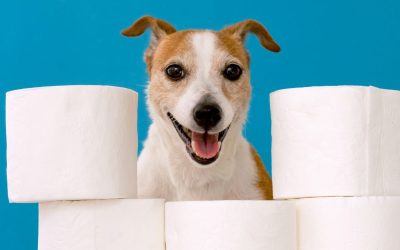 Hacks to Make Housebreaking Your Dog Easier