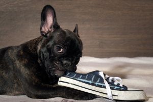 Dog Training for Separation Anxiety