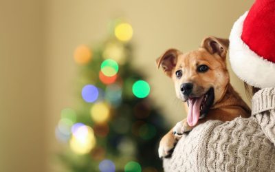 A Very Merry Canine Christmas: Gifts for Dogs and Dog Lovers in Southern Colorado
