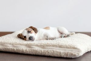 Laurie - gifts for dogs and dog lovers - bed