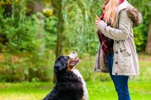 Laurie - perfect gifts for dogs and dog lovers - professional dog training