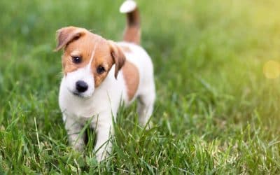 Colorado Springs Puppy Training Made Easy