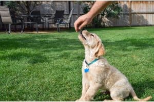 Laurie - colorado springs puppy training
