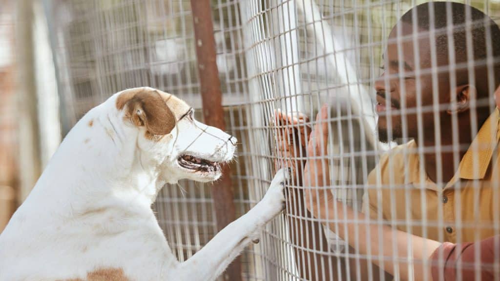 Laurie Yakish - Colorado Springs dog behaviorist