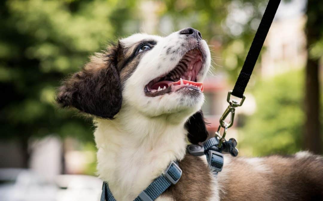 Ask a Colorado Springs Dog Trainer: What is the Best Method of Dog Training?