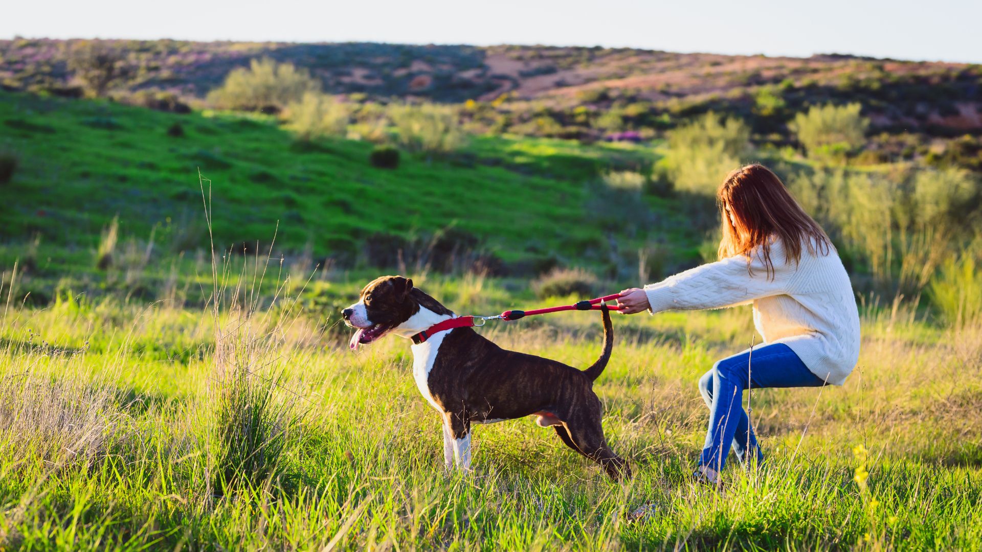 Dog Training Laurie's Way- best method of dog training in Colorado Springs?