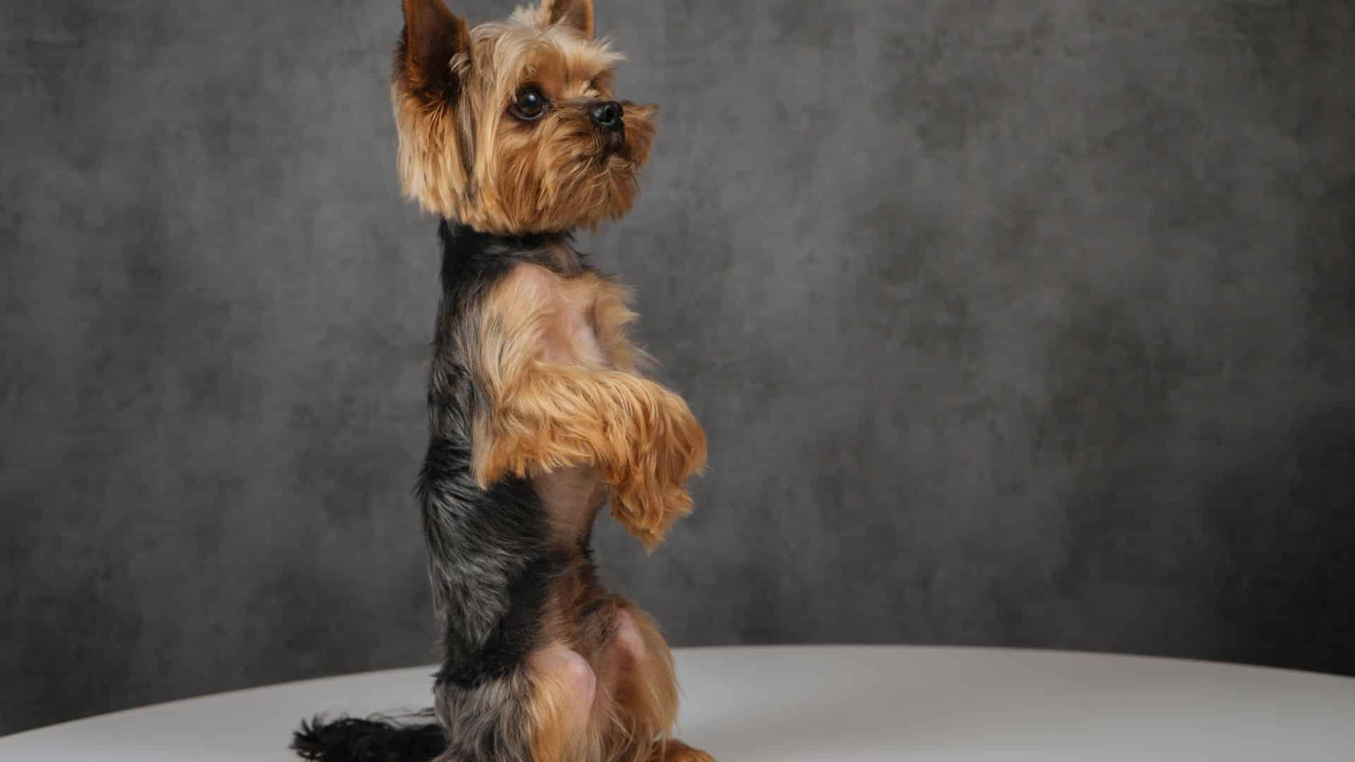 low cost dog training colorado springs