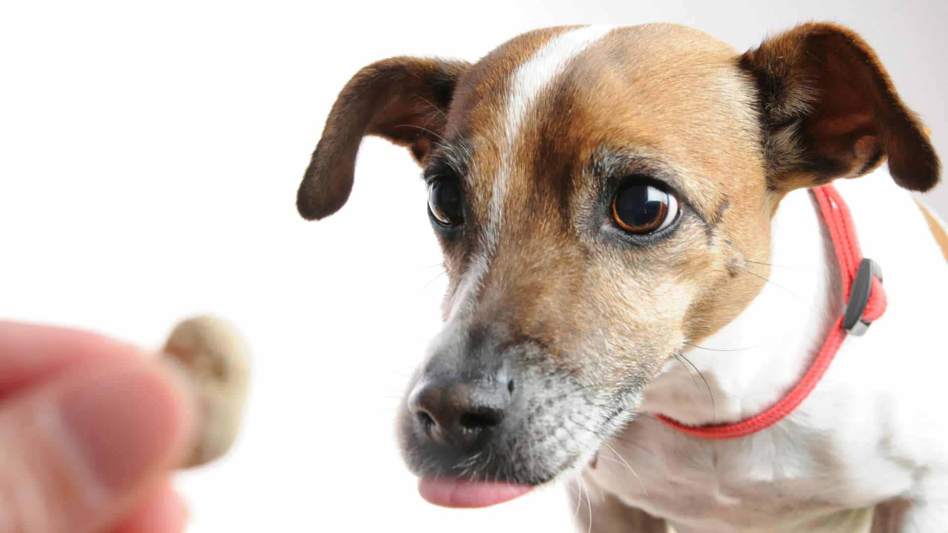 low cost dog training in colorado springs