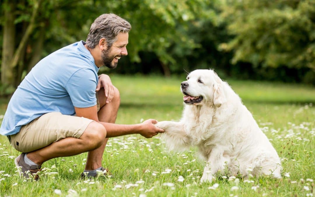 Why Getting a Professional Trainer for Your Dog Is Worth Every Penny