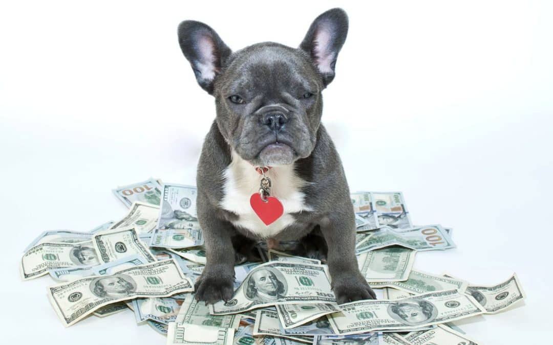 Discover Affordable Dog Training in Colorado Springs