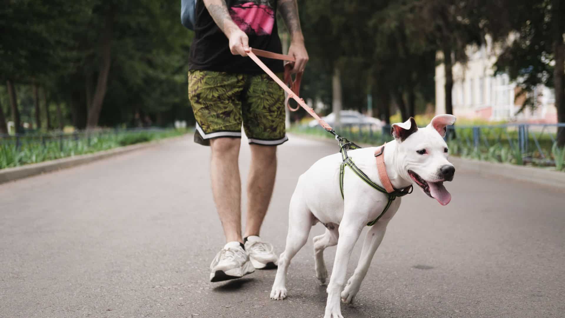 dog training laurie's way affordable dog training in colorado springs