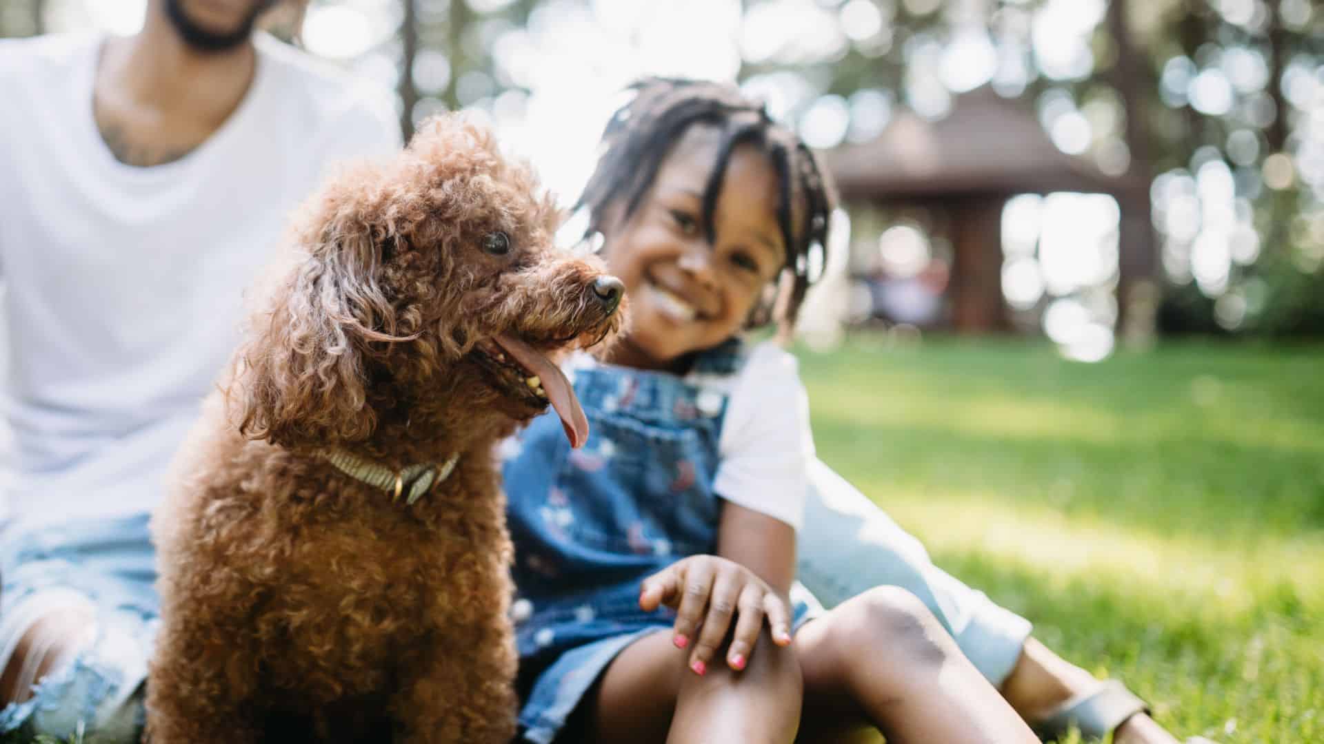 dog training laurie's way affordable dog training in colorado springs