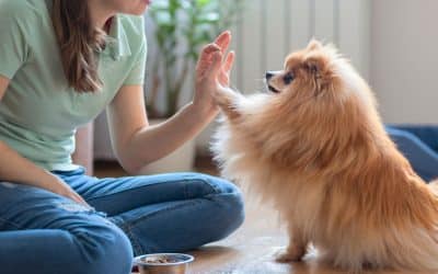 Unlocking the Power of In-Home Dog Training in Colorado Springs