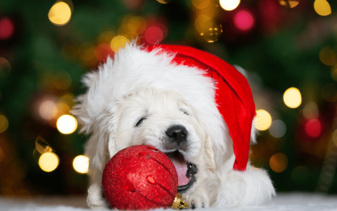 Practical Steps to Take Before Adopting a Puppy this Holiday Season