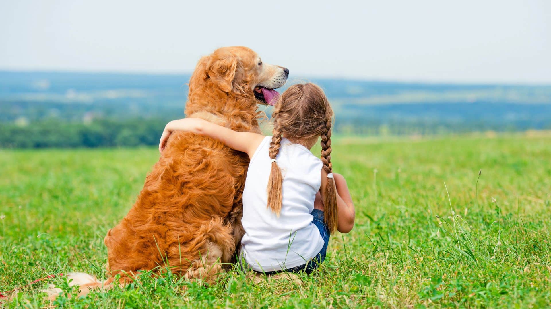 Dog Training Lauries Way Dogs Make Your Life Better Colorado Springs