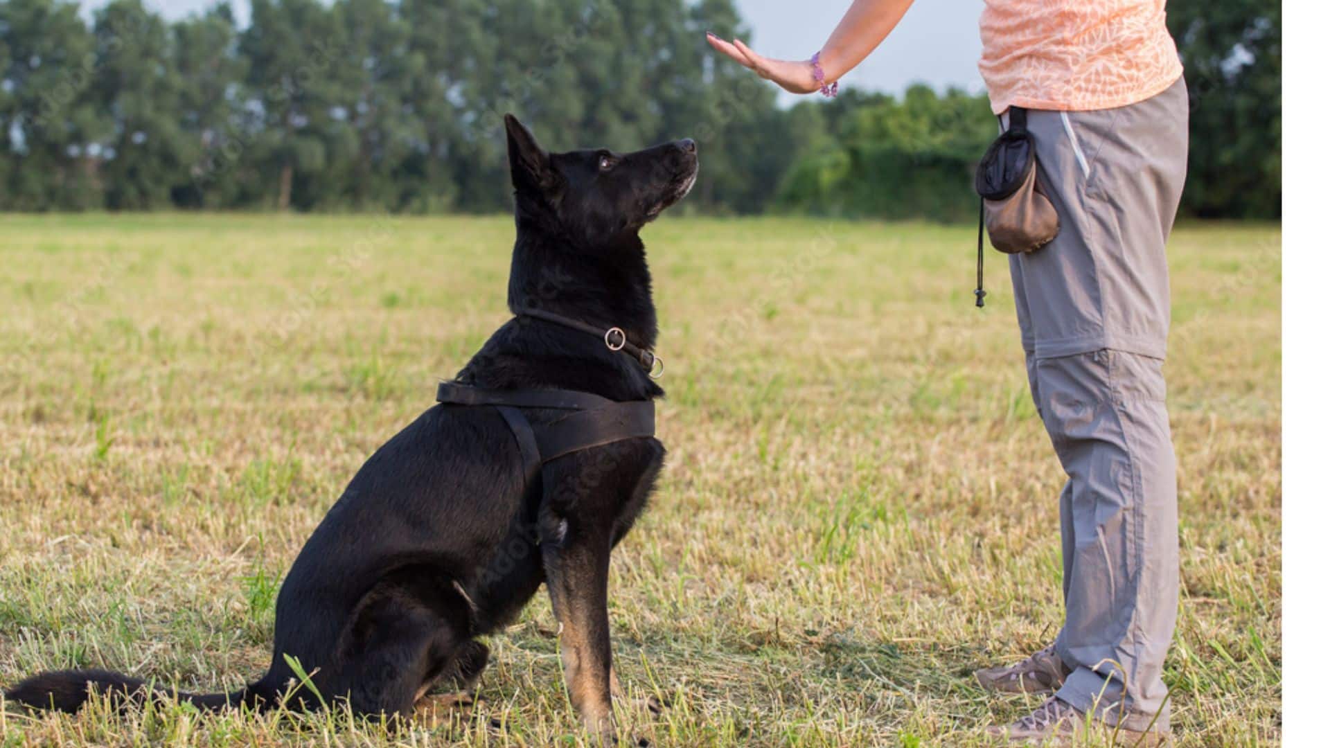 Dog Training Lauries Way Obedience Training For Your Dog