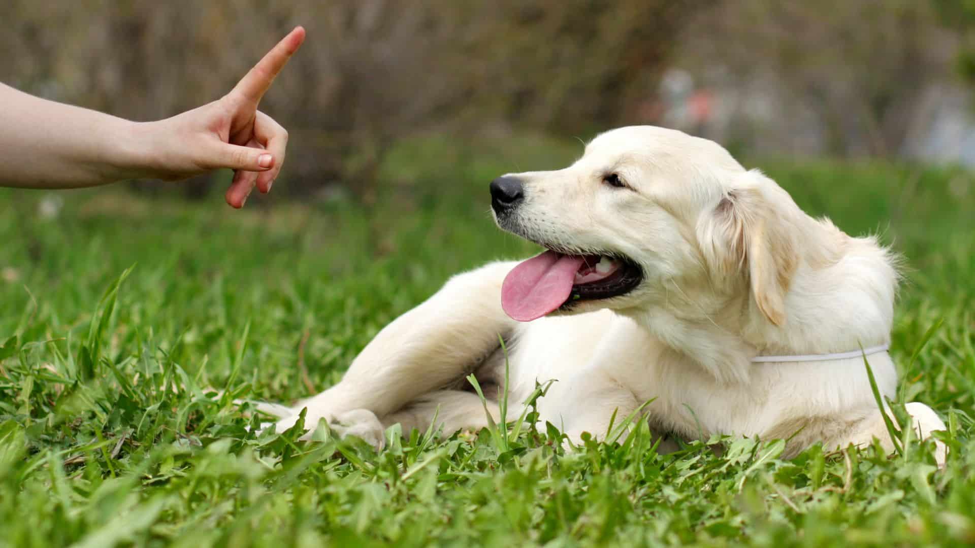 Dog Training Lauries Way aggressive dog training in Colorado Springs 
