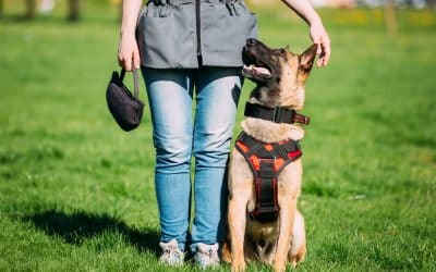 Obedience Dog Training in Colorado Springs: Strengthening Your Bond with Your Dog