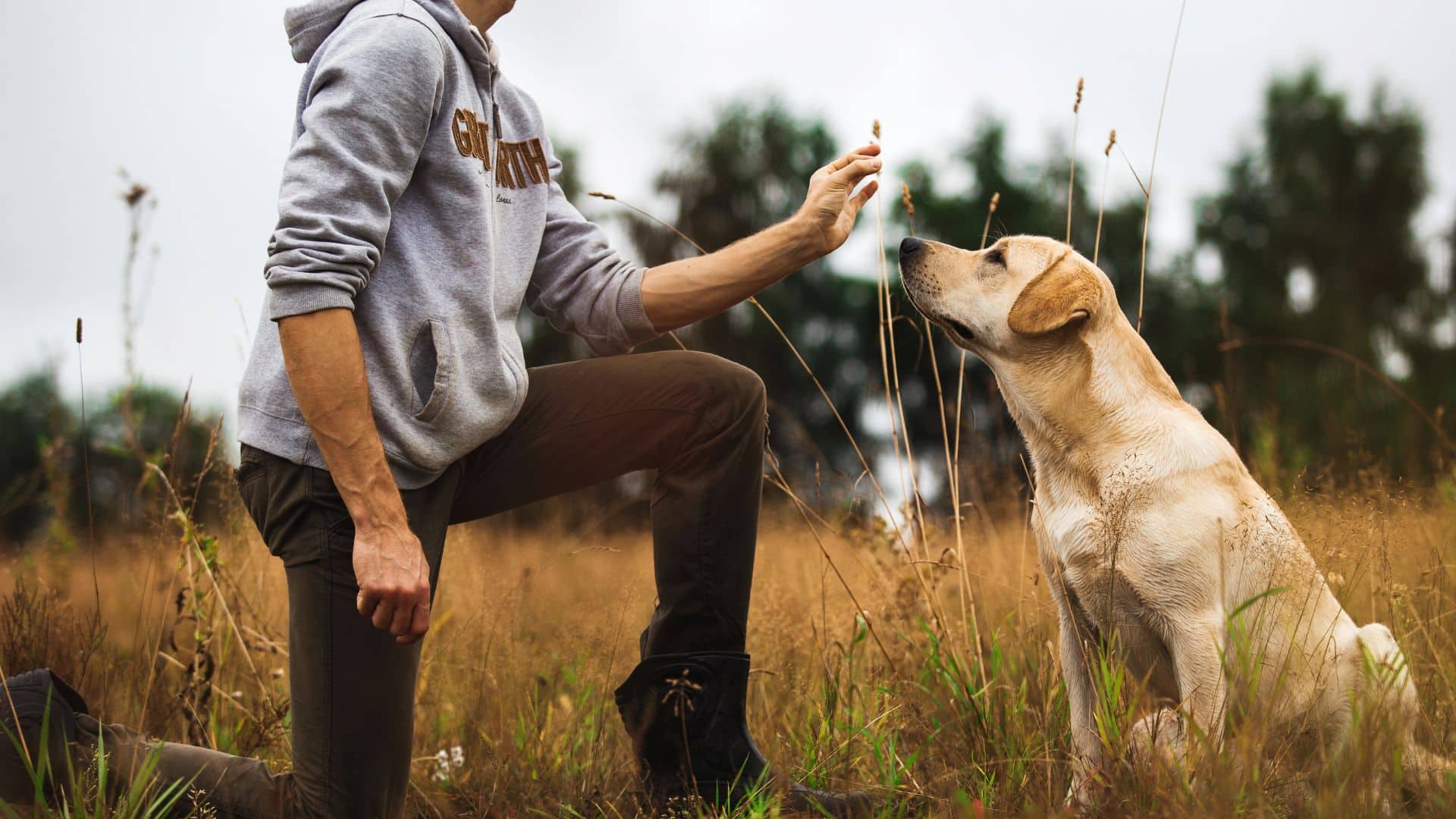 Dog Training Lauries Way Shelter Dog Training Colorado Springs