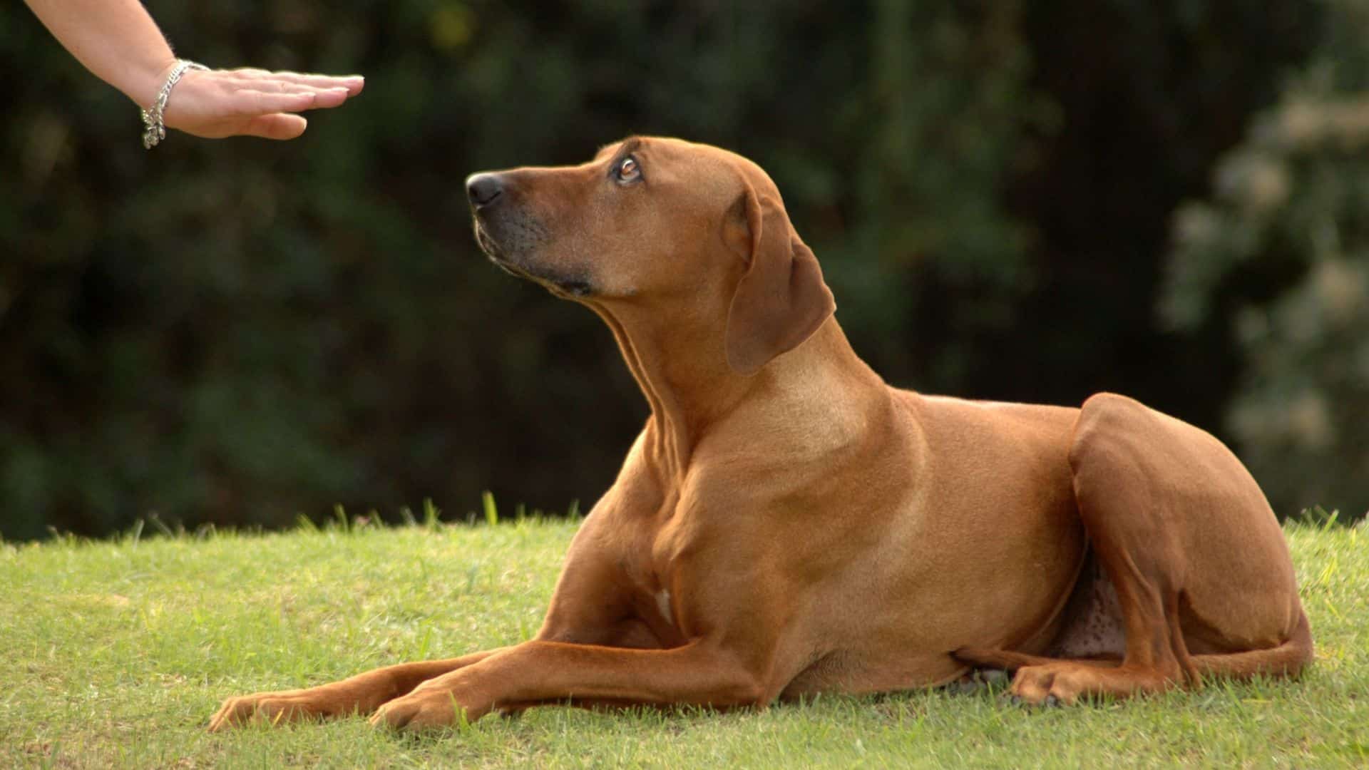 Dog Training Lauries Way Shelter Dog Training Colorado Springs