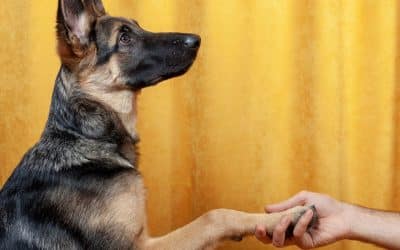 Best Dog Training in Colorado Springs: The In-Home Advantage for New Puppy Owners