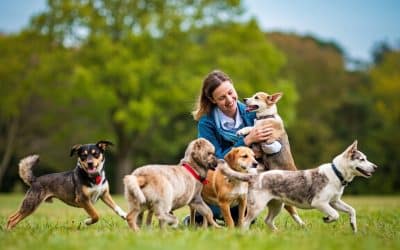 Best Dog Parks in Colorado Springs to Practice Your Pup’s New Training Skills