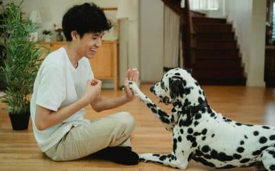 The Life-Changing Benefits of At-Home Dog Training: Why Your Dog Learns Best in Their Natural Environment