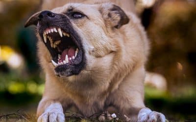 Don’t Make Dangerous Mistakes with Aggressive Dogs: 10 Training Solutions That Work