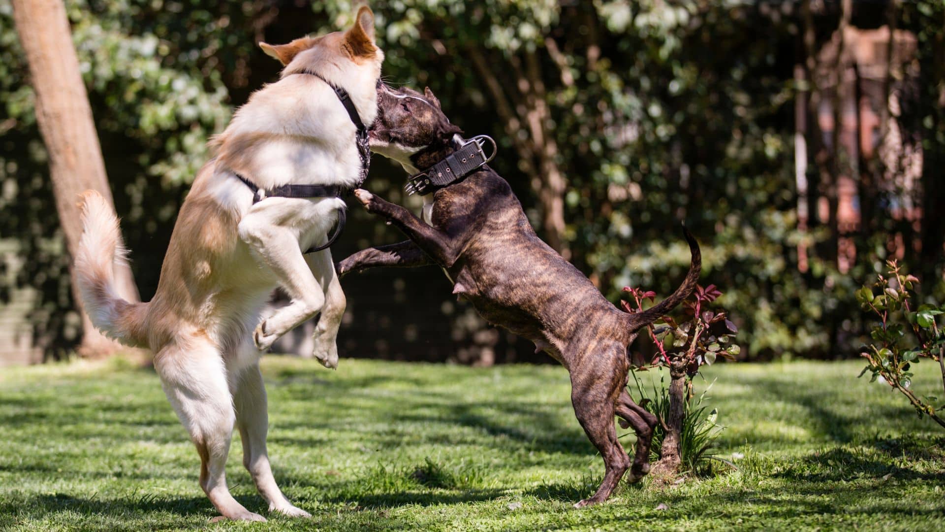 mistakes with aggressive dogs