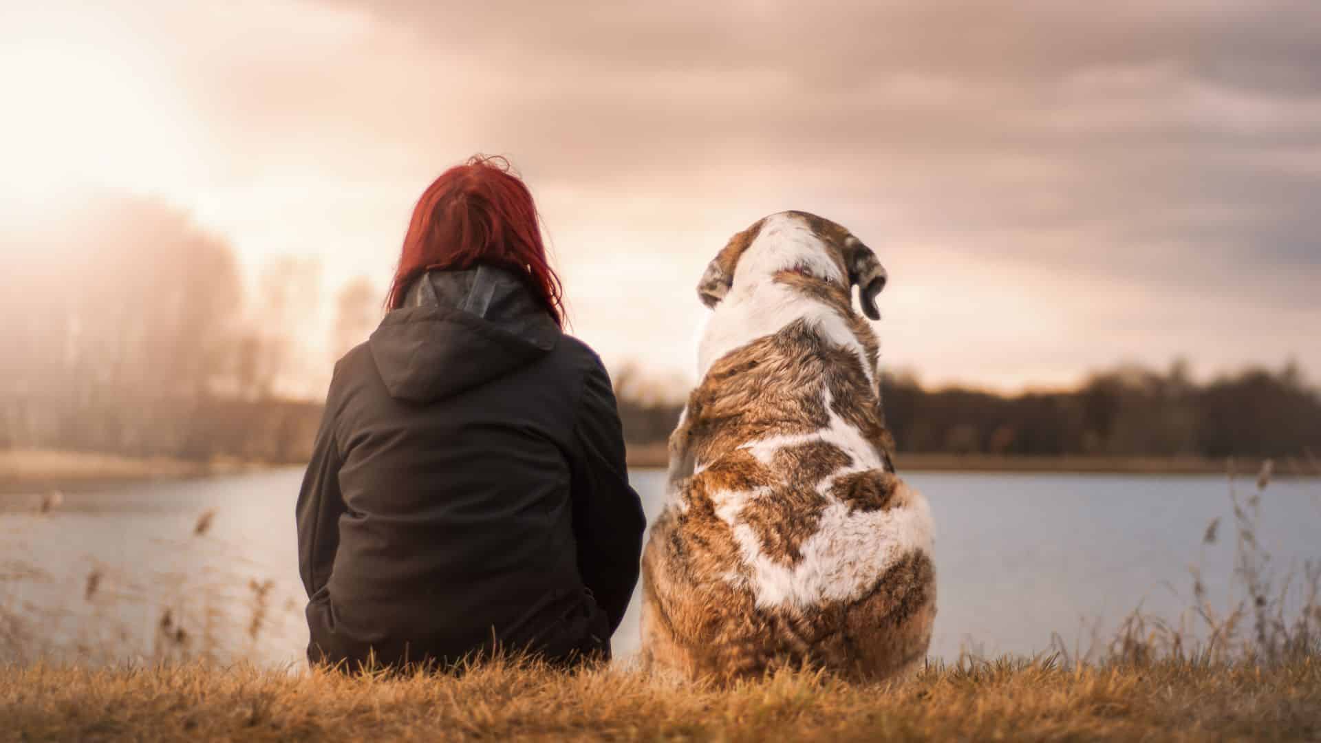 mistakes with aggressive dogs