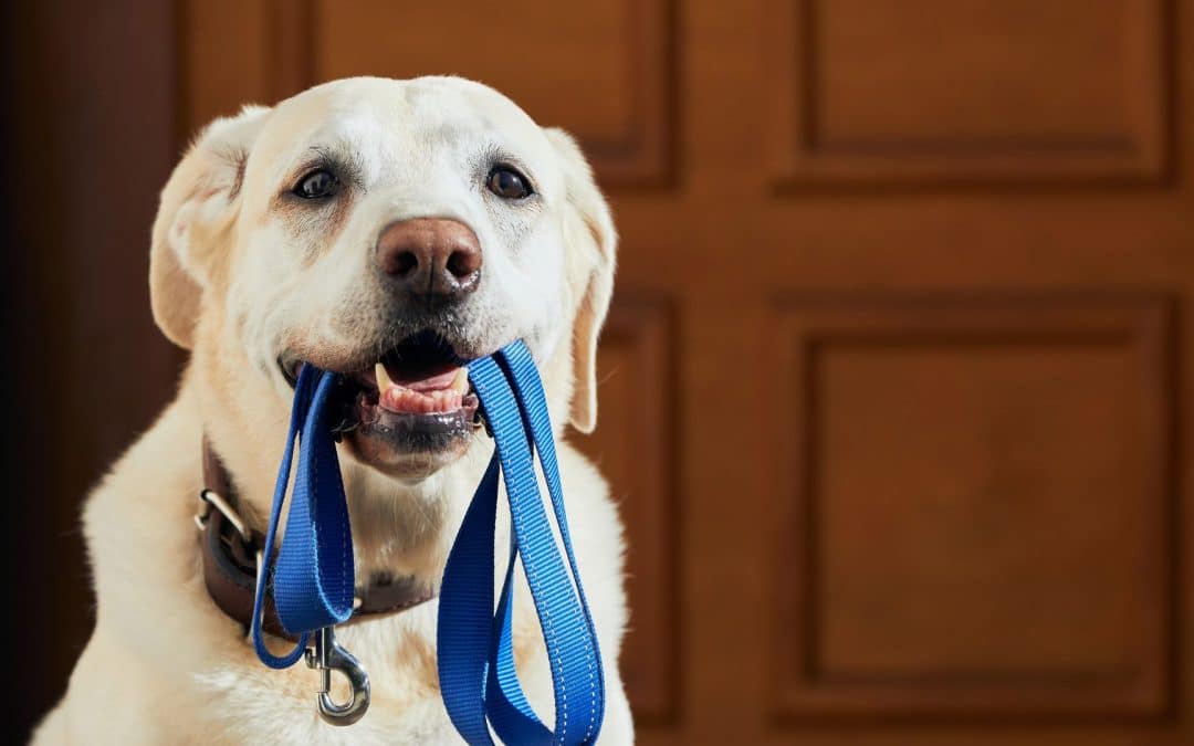 Small Space, Big Results: Solutions for Dog Training in Apartments in Colorado Springs