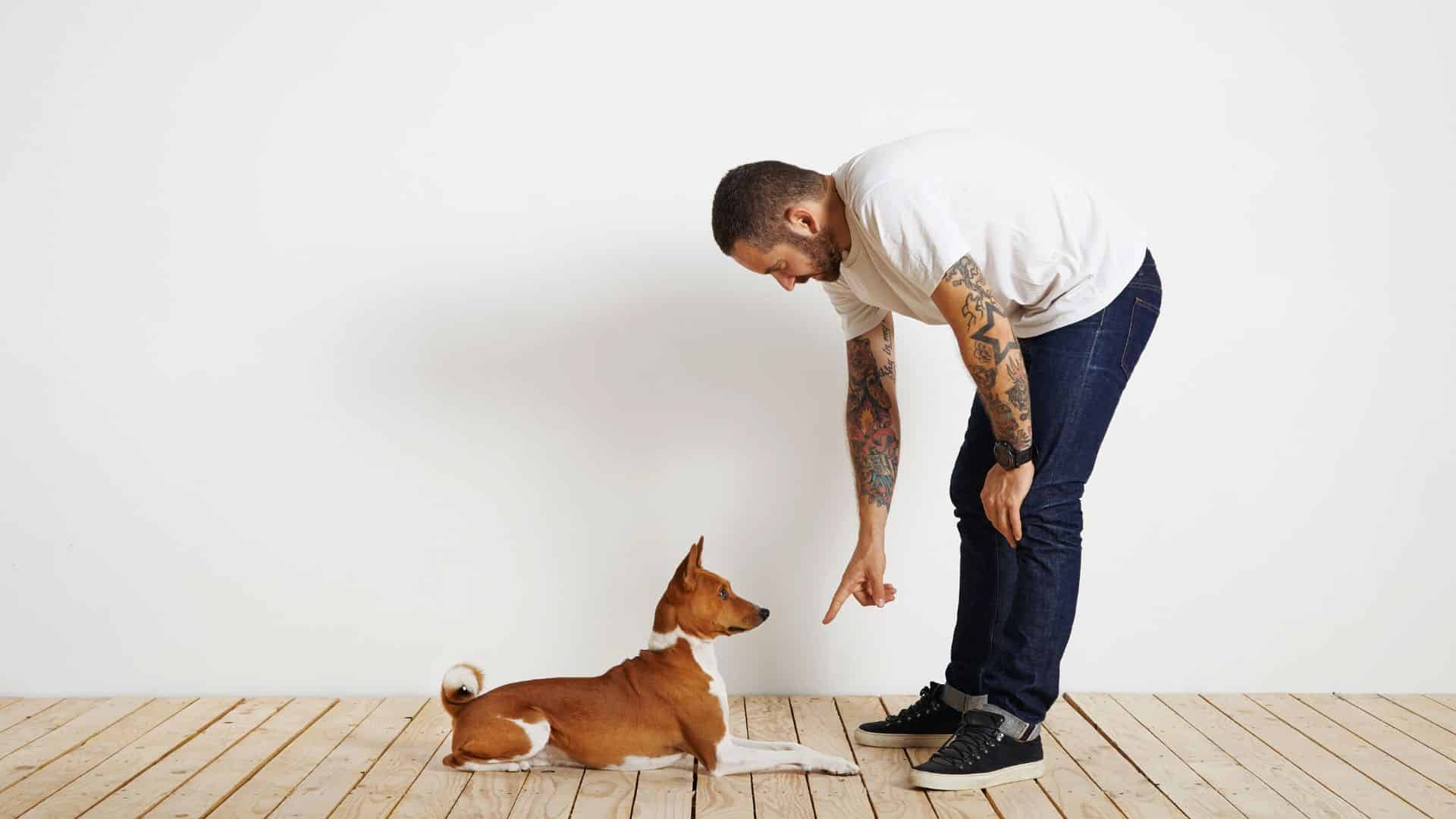 dog training in apartments