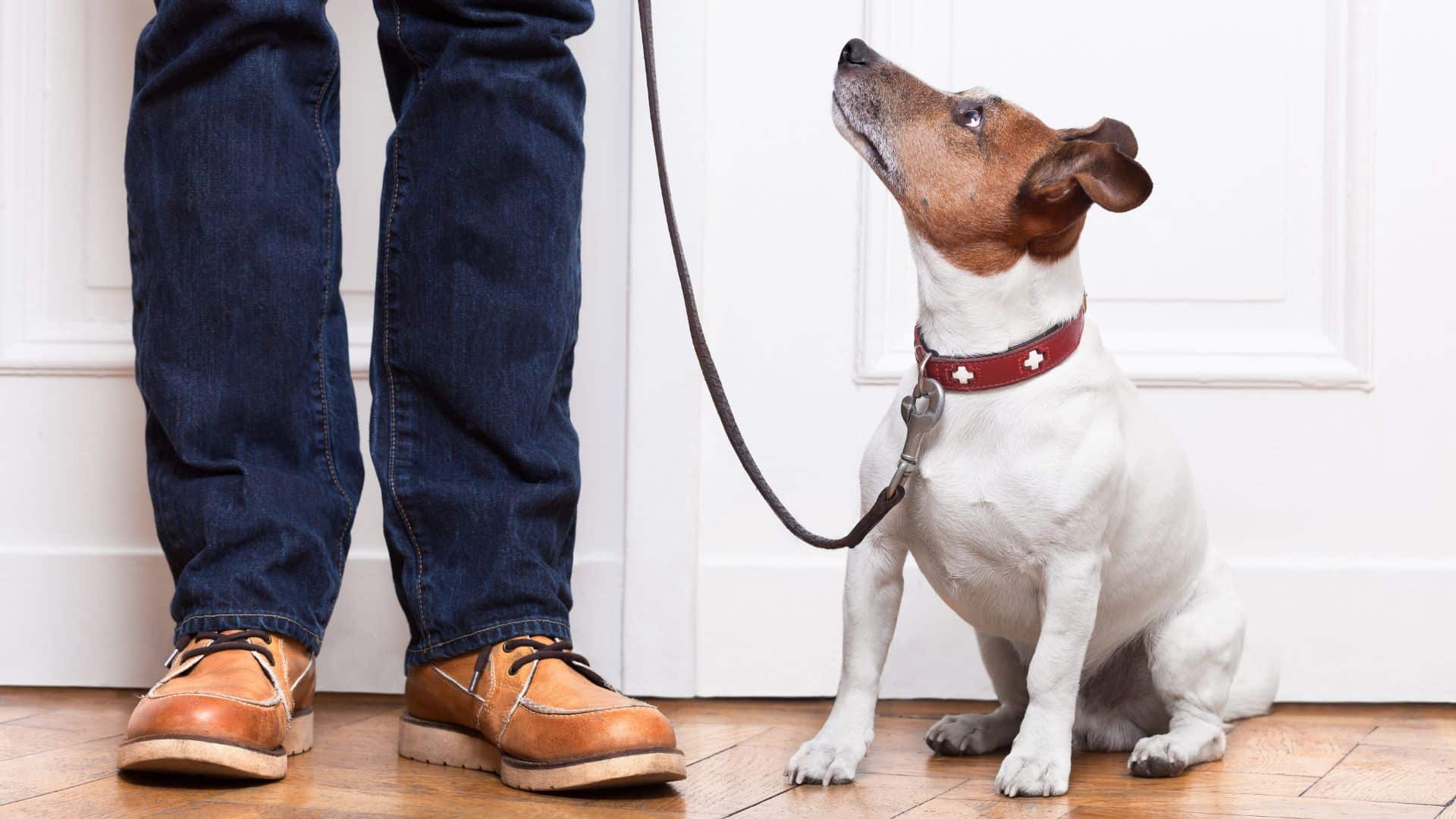 dog training in apartments