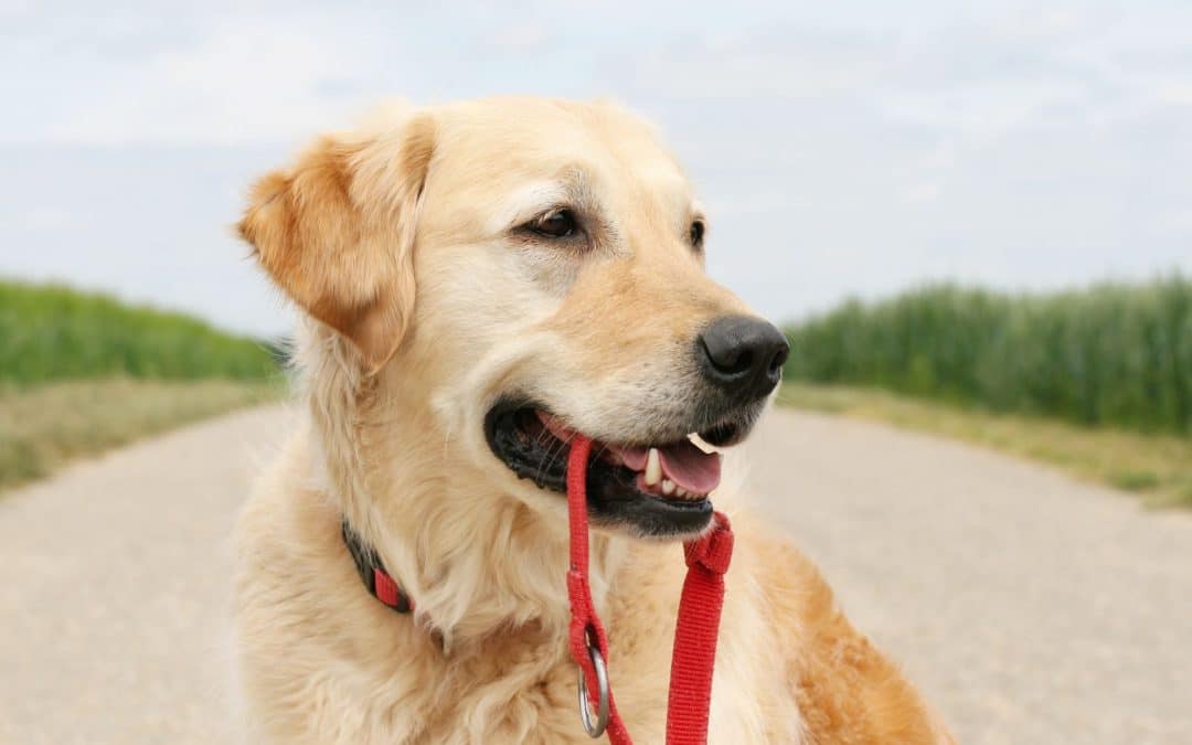 Mastering Leash Training for Hikes: A Guide for New Dog Parents