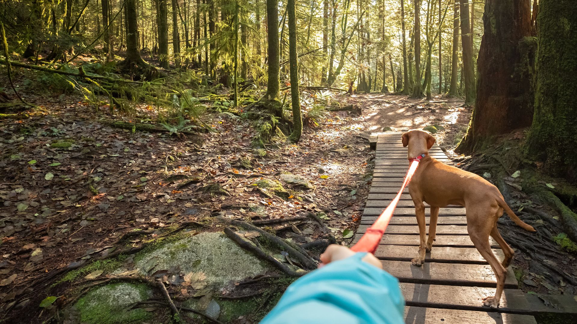 leash training for hikes