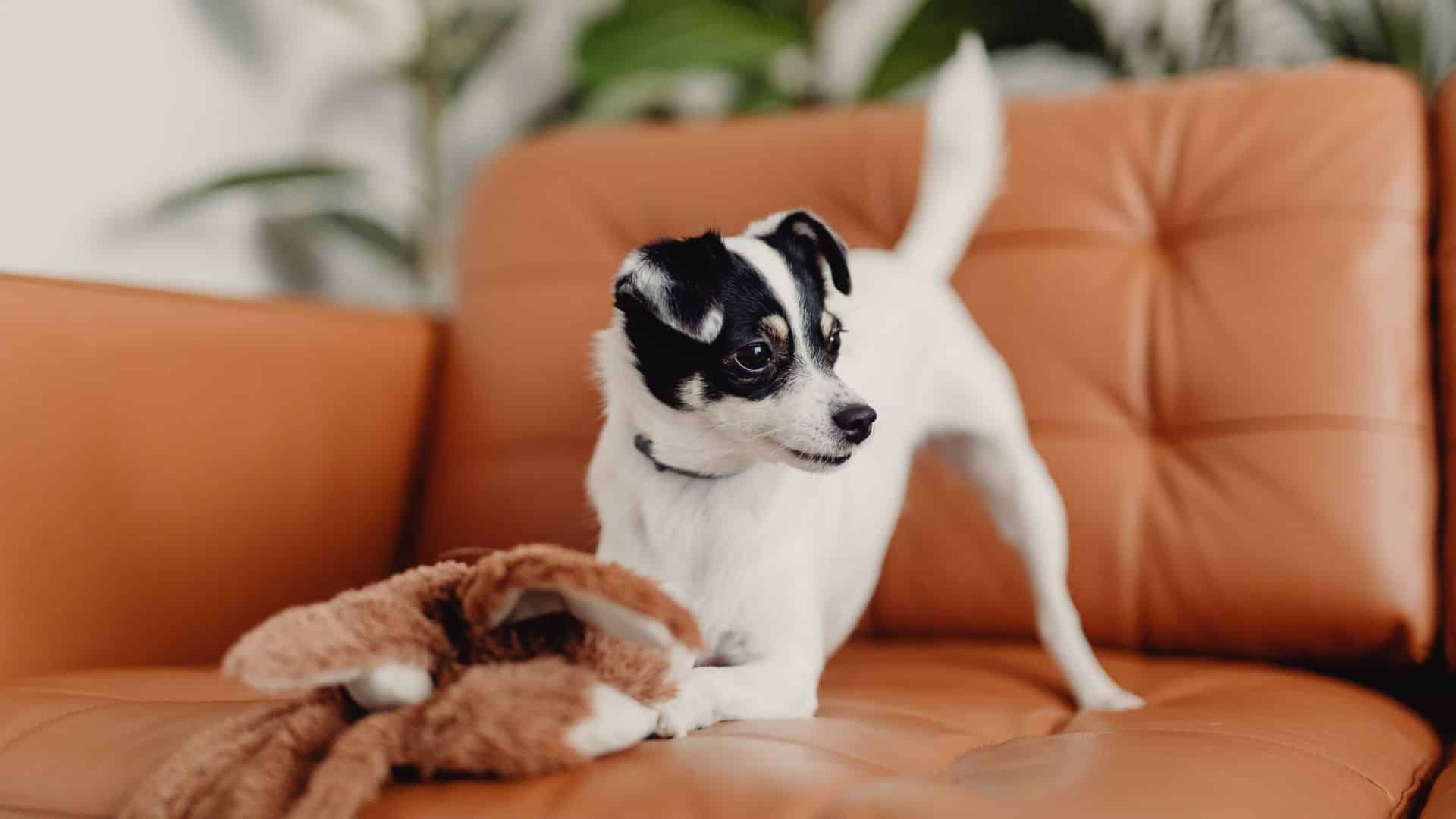 resource guarding in dogs